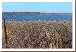 - snowy owl in enviroment D7K_9286 November 25, 2011 NIKON D7000