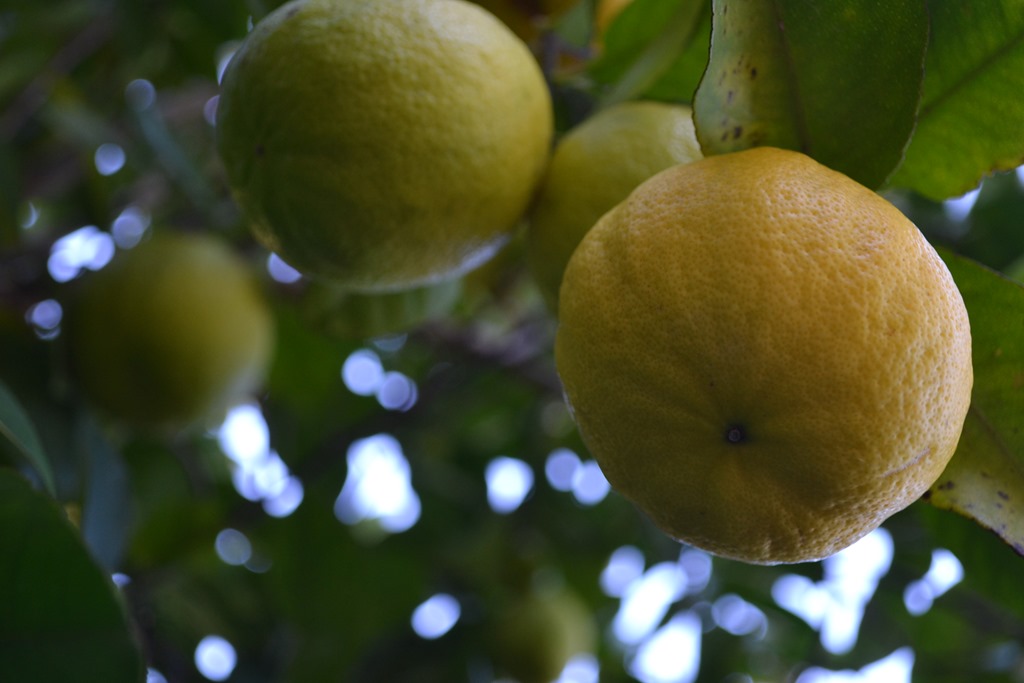 [DSC_7640%255B3%255D.jpg]