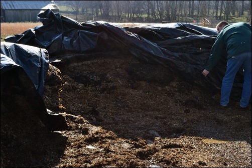 uncovering the silage pile