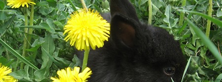 Black-rabbit
