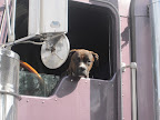 We even got to meet some other local Atlanta dogs. They say funny stuff like 