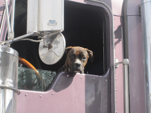 We even got to meet some other local Atlanta dogs. They say funny stuff like 