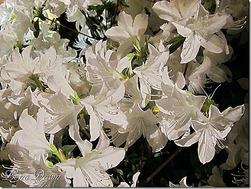 Azalea_White3