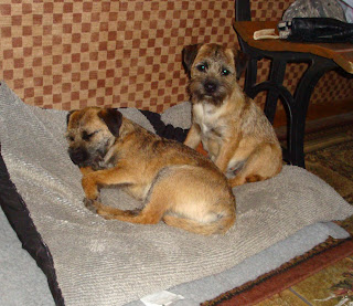 Shea and IndyTired out after a morning of mischief!