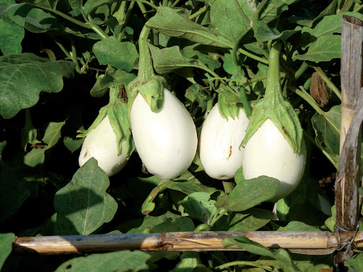 alberginiablanca 10.Alberginia blanca.jpg
