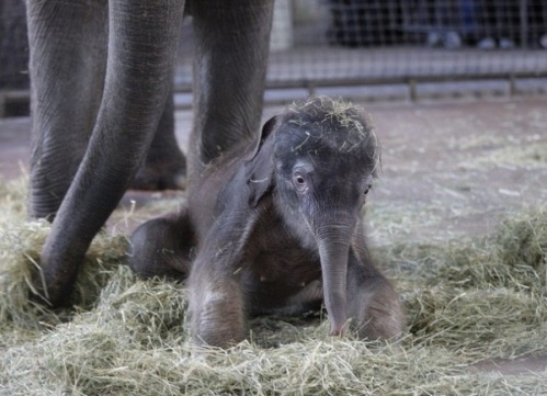 [elefante%25201%255B2%255D.jpg]