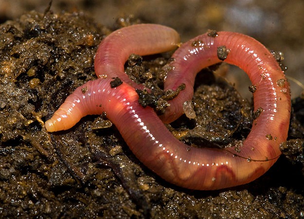 [3-earthworm%255B2%255D.jpg]