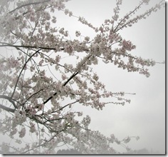 IMG_8346a IMG_8346a