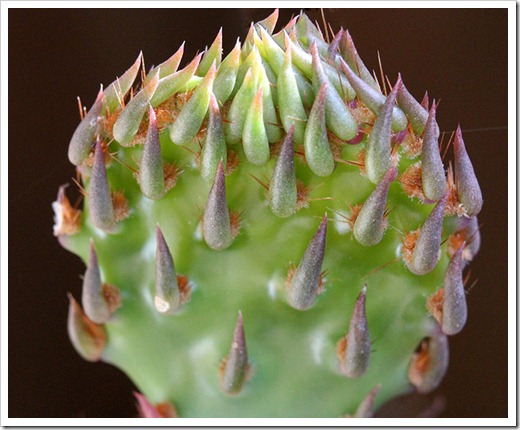 First prickly pear flower of the season
