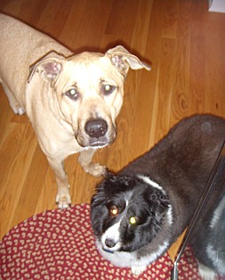 Jake and Maggie, mixed breeds from New Albany, Ohio. These rescues are best buds! According to Jake, Jake and Maggie, mixed breeds from New Albany, Ohio. These rescues are best buds! According to Jake,