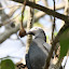 Pombo bravo - Jamaica