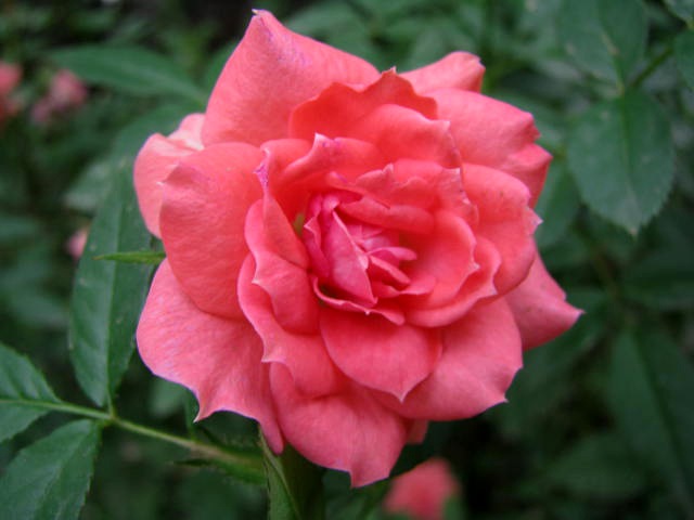 [IMG_0011%255B2%255D.jpg]
