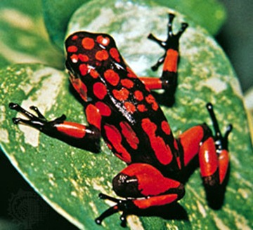 RED_FROG_01
