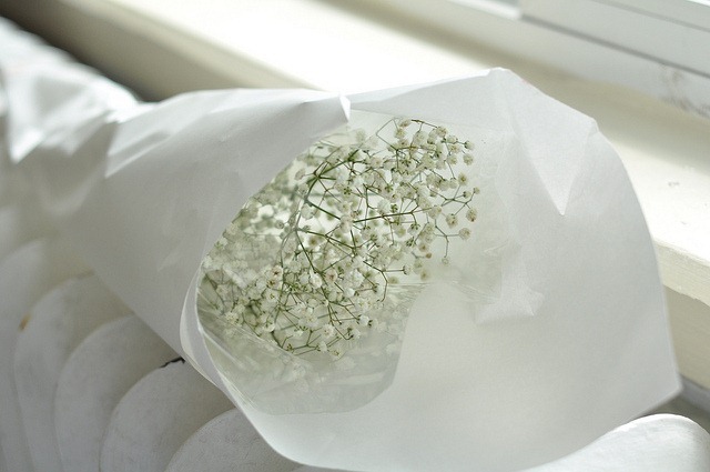babysbreath