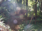 california_sequoia
