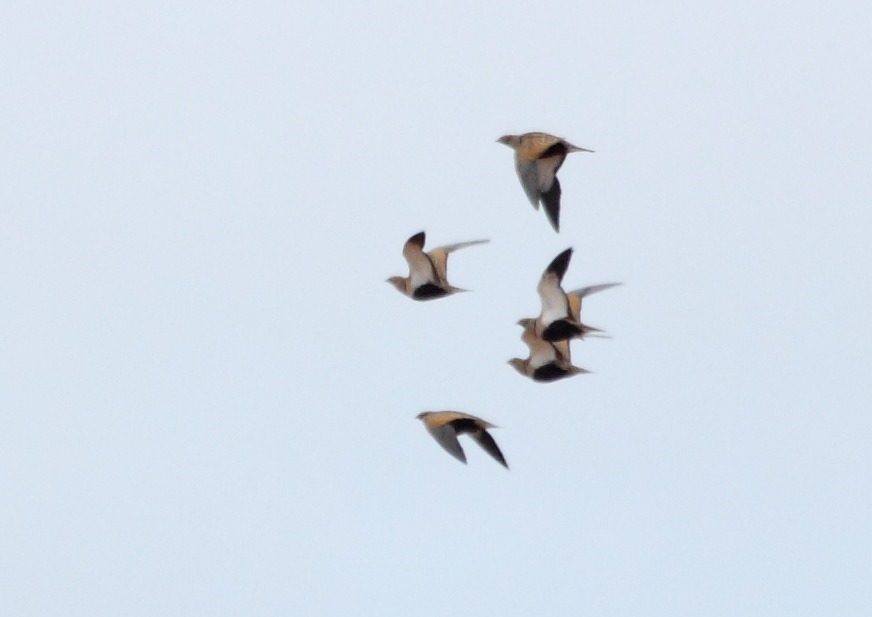 [black-bellied_sandgrouse%255B7%255D.jpg]