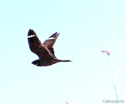 7. nighthawk-kab 7. nighthawk-kab
