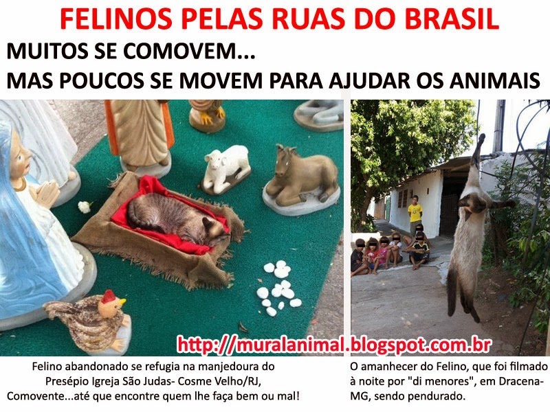 [felinos_ruas_brasil%255B3%255D.jpg]