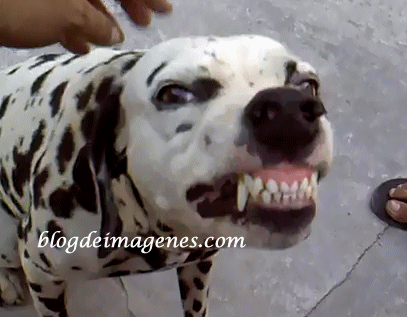 Perro Riendo