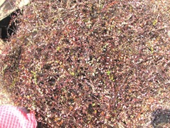 bog cut vines ready for planting