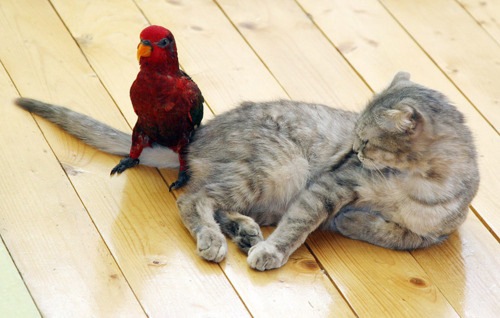[strange-cats-expain-that-enhanced-buzz-9313-1334168920-88%255B2%255D.jpg]
