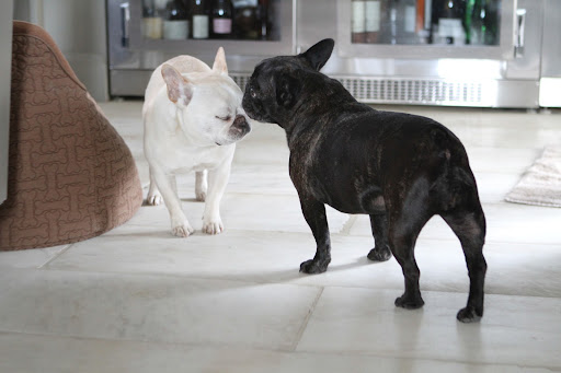 Please explain to them why I need to stay confined to the house.  And please tell them that I miss their cute faces.