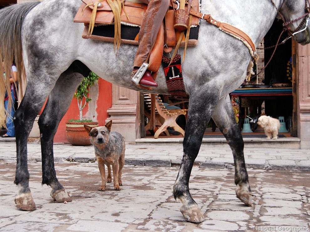 [natgeohorse%255B8%255D.jpg]