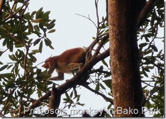Proboscis monkey, Bako National Park, Sarawak, Borneo