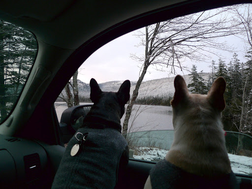 Wow, Francesca!  Look at the snow!  Back in New York, we've been frolicking with spring flowers, but up here in Maine, it's still cold enough for this white stuff!