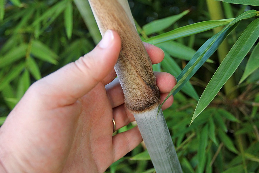 [110810_bambusa_chungii_barbellata_05%255B2%255D.jpg]