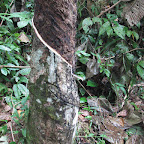 Rubber tree