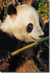 impressionist panda