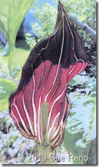 Sue Reno, Jack In The Pulpit, Work In Progress 5