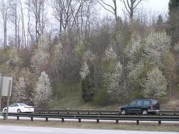 [callery%2520pear%2520along%2520roadside%255B2%255D.jpg]