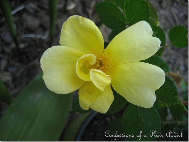 Sunny Knock Out rose Sunny Knock Out rose