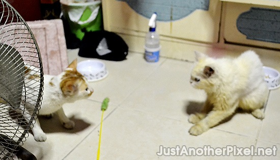 Orange and Bechay - the showdown or love at first sight