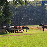natuur 023.jpg