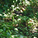 Common Blackbird