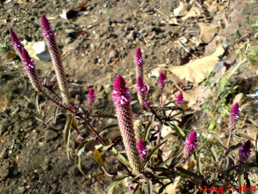 Celosia argentea - Cockscomb - Boroco