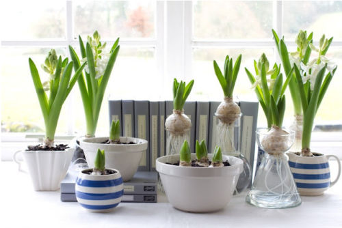 [spring_bulbs%255B4%255D.png]