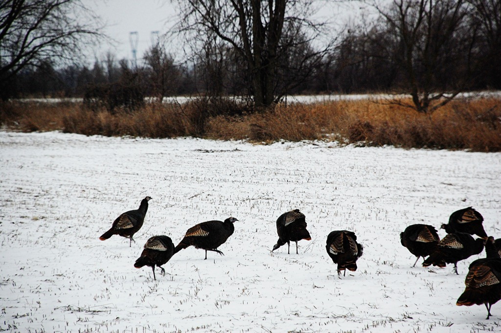 [Turkeys4.jpg]