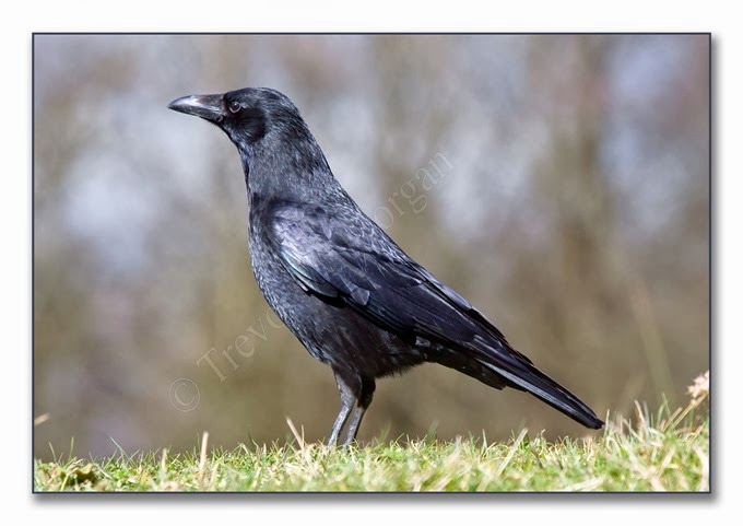 Mimic4 Crow Mimic4 Crow