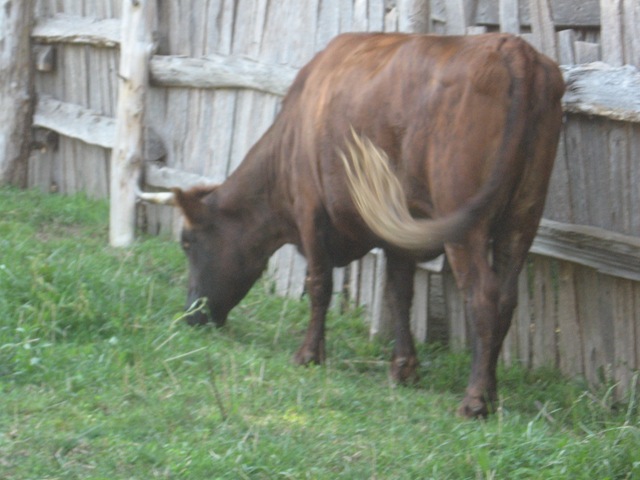 [Plimoth%2520Plant%2520cow%2520in%2520pasture%255B3%255D.jpg]