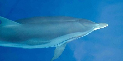 [dolphin3.jpg]