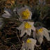Spring%252520130