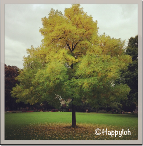 herbstbaum