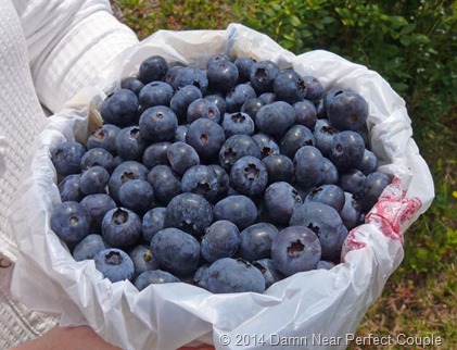 Picked Blueberries