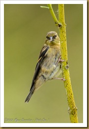American Goldfinch - Carduelis tristis American Goldfinch - Carduelis tristis