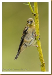  American Goldfinch - Carduelis tristis