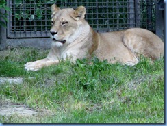 0275 Alberta Calgary - Calgary Zoo Destination Africa - African Savannah - Lion